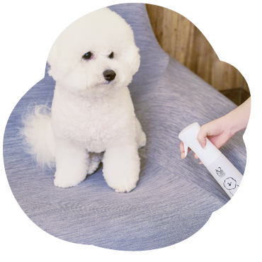 白犬が座っているソファにマイクロミストスプレーを吹きかけている写真