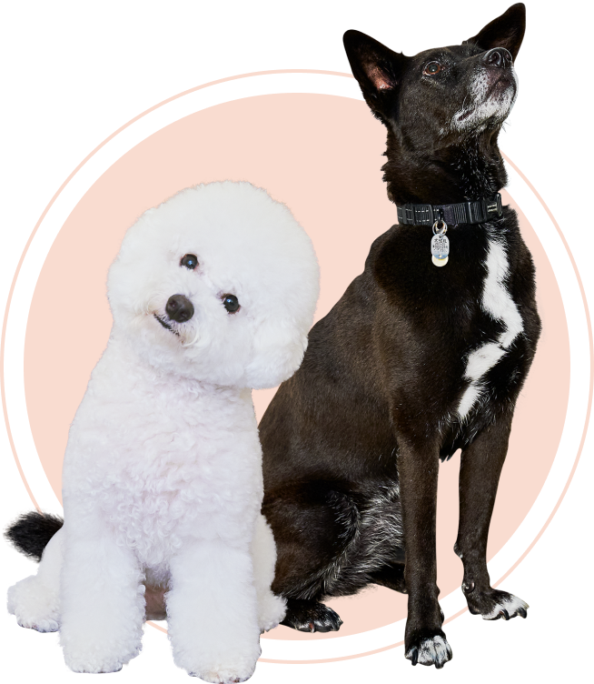 A2Care｜MAMBOとコラボしたペット用スプレーボトルが登場！【エーツー