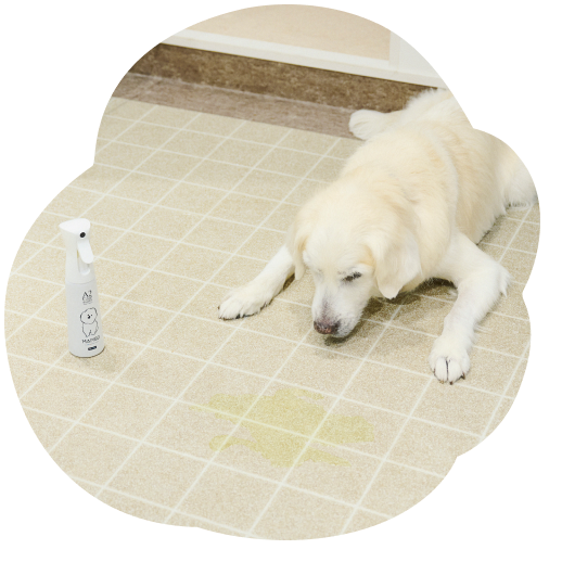 おしっこを失敗してしまった犬のそばにマイクロミストスプレーが置いてある写真