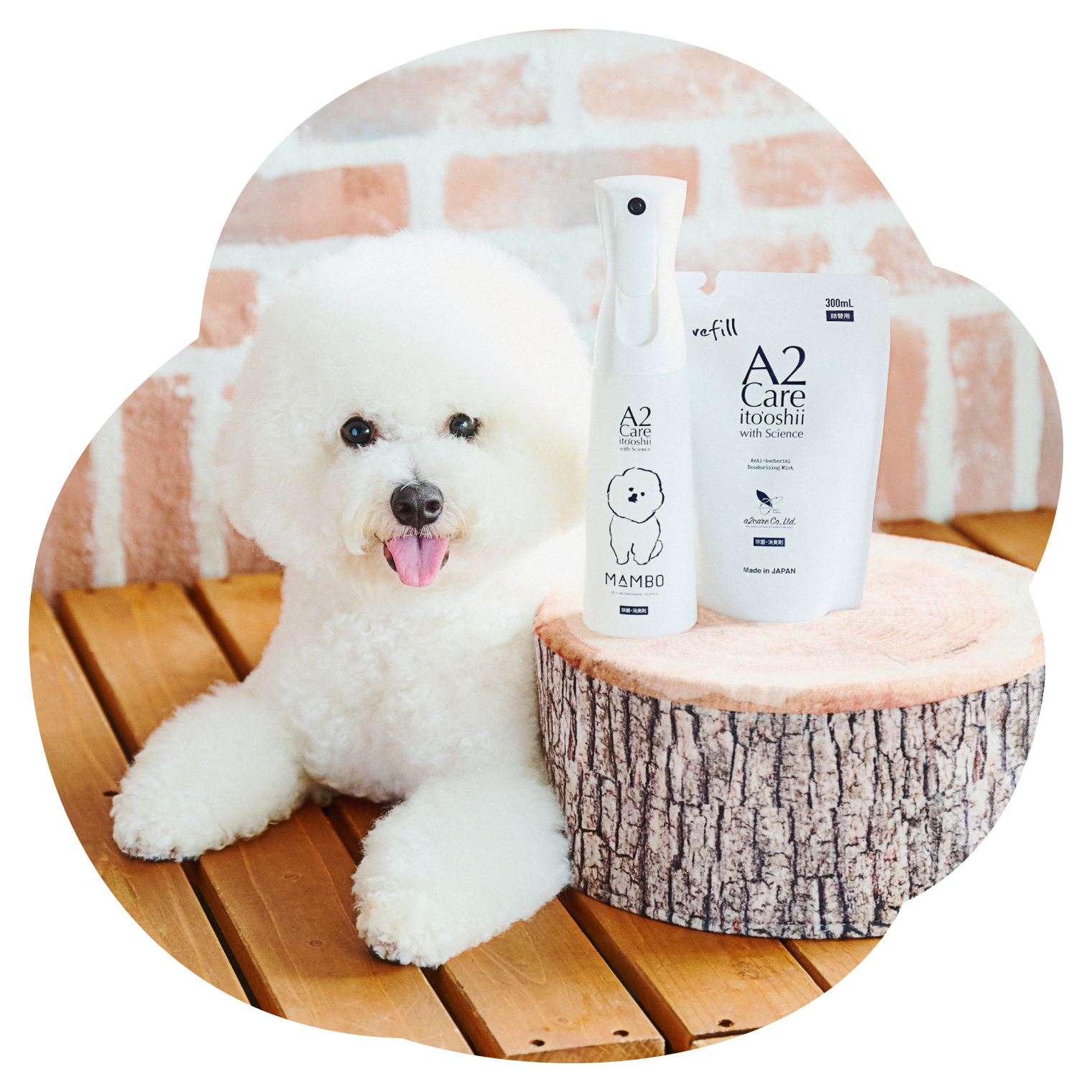 クッションの上に置かれたA2Careペット用set商品と、そのそばに白犬が座っている写真